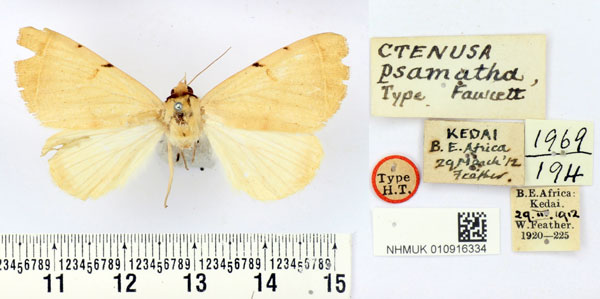 /filer/webapps/moths/media/images/P/psamatha_Ctenusa_HT_BMNH.jpg