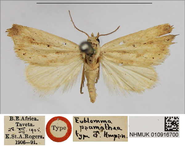 /filer/webapps/moths/media/images/P/psamathea_Eublemma_HT_NHMUK.jpg