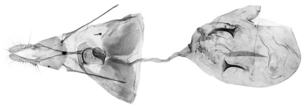 /filer/webapps/moths/media/images/P/psamminitis_Fulcrifera_GF_Bassi.jpg