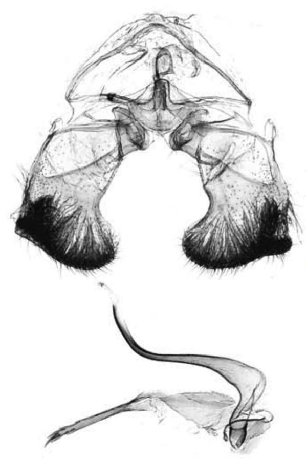 /filer/webapps/moths/media/images/P/psamminitis_Fulcrifera_GM_Trematerra.jpg