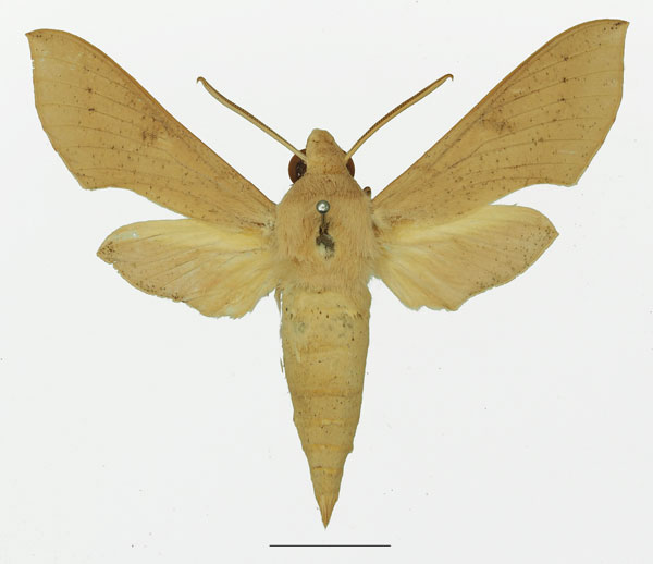 /filer/webapps/moths/media/images/P/psammochroma_Hippotion_AM_Basquin_01a.jpg