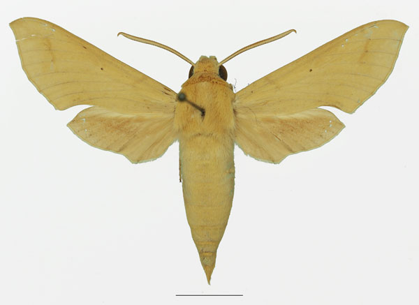 /filer/webapps/moths/media/images/P/psammochroma_Hippotion_AM_Basquin_02a.jpg