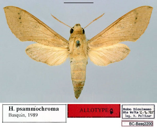 /filer/webapps/moths/media/images/P/psammochroma_Hippotion_AT_Basquin.jpg