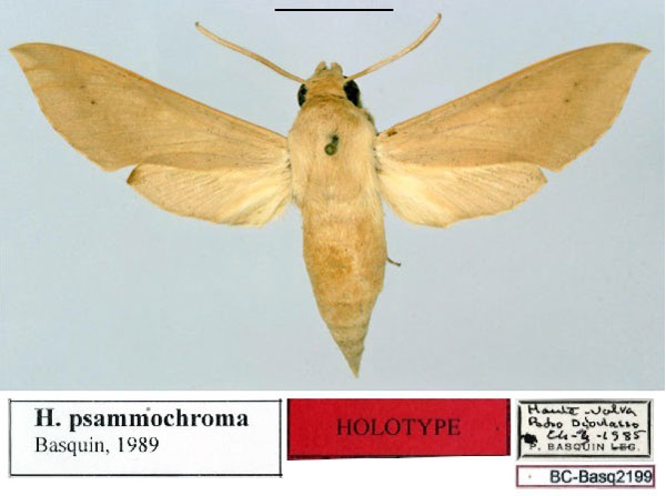 /filer/webapps/moths/media/images/P/psammochroma_Hippotion_HT_Basquin.jpg