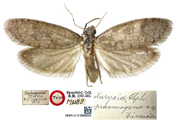 /filer/webapps/moths/media/images/P/psammogona_Narycia_HT_NHMUKa.jpg