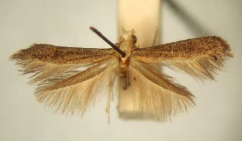 /filer/webapps/moths/media/images/P/psarochroma_Apistoneura_PT_TMSA6079.jpg