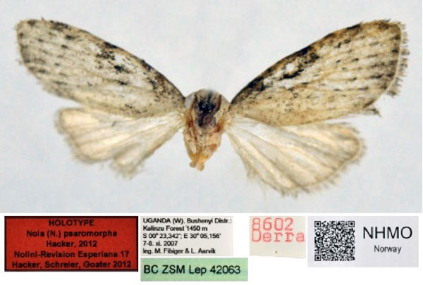 /filer/webapps/moths/media/images/P/psaromorpha_Nola_HT_NHMO.jpg