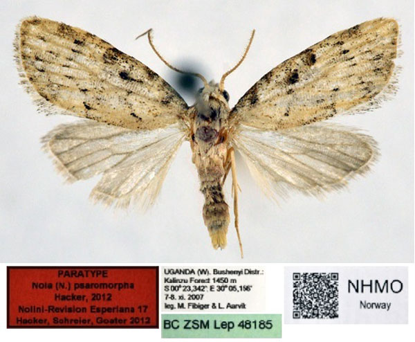 /filer/webapps/moths/media/images/P/psaromorpha_Nola_PT_NHMO.jpg