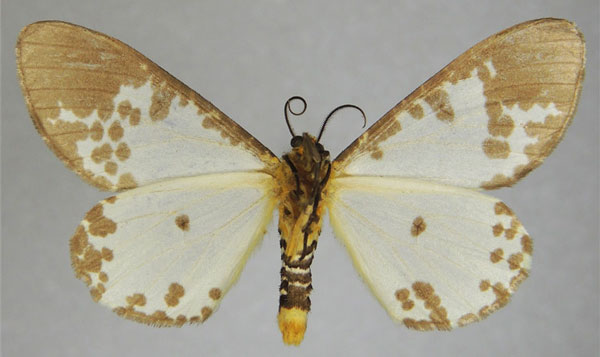 /filer/webapps/moths/media/images/P/pseudabraxas_Rhodophthitus_AM_ZSMb.jpg