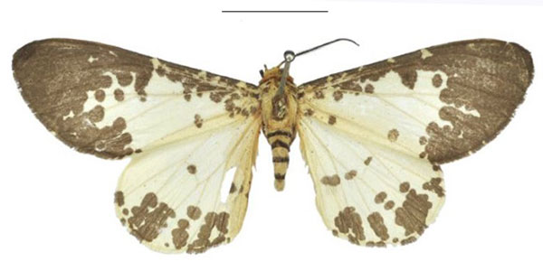 /filer/webapps/moths/media/images/P/pseudabraxas_Rhodophthitus_HT_NHMUK.jpg