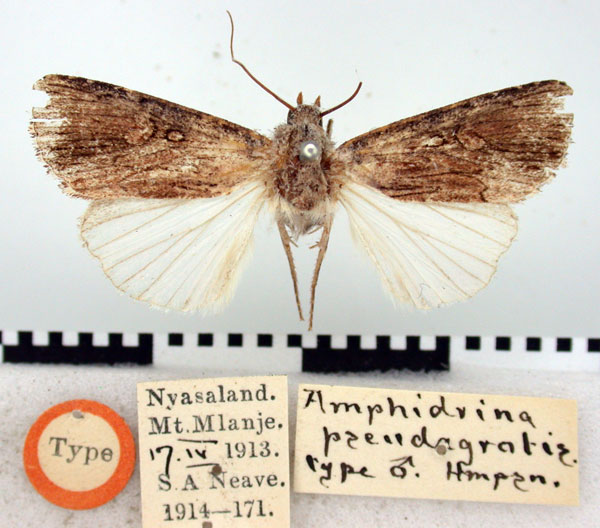 /filer/webapps/moths/media/images/P/pseudagrotis_Amphidrina_HT_BMNH.jpg