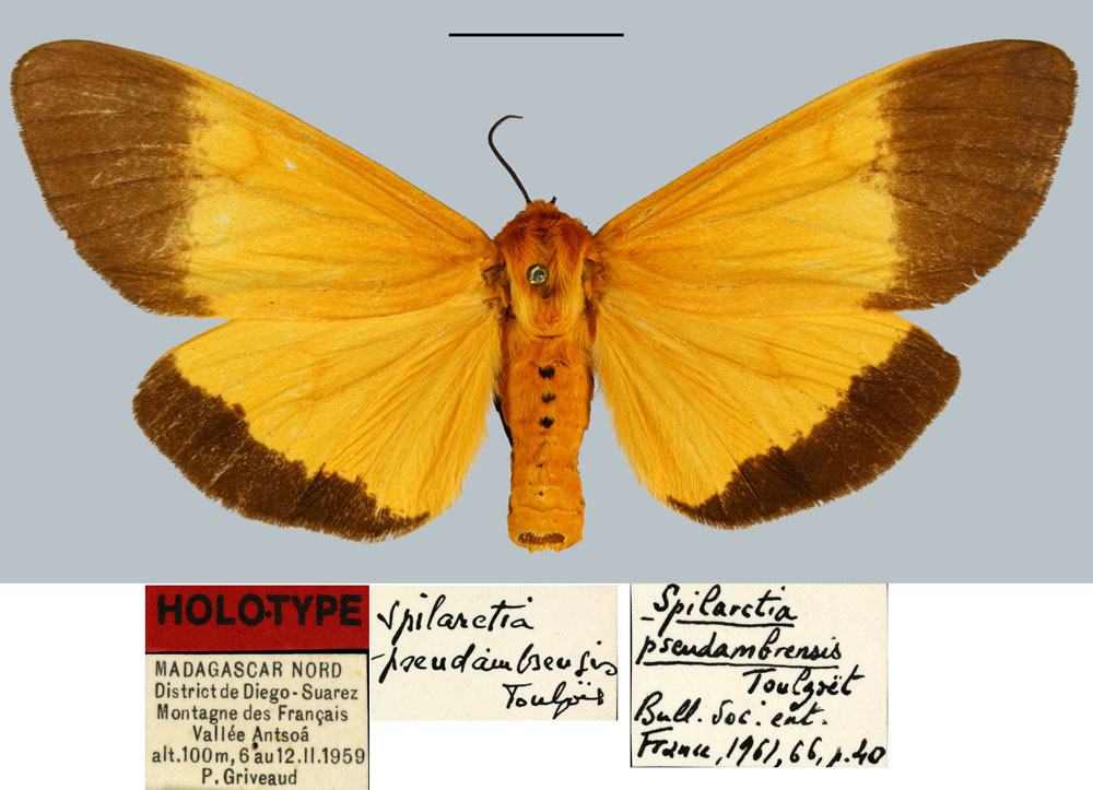 /filer/webapps/moths/media/images/P/pseudambrensis_Spilarctia_HT_MNHN.jpg