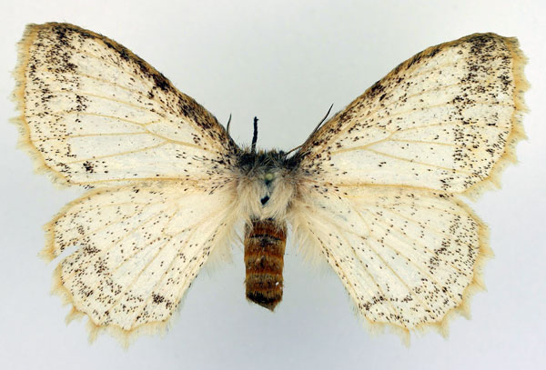 /filer/webapps/moths/media/images/P/pseudatomaria_Phiala_AF_Basquin.jpg