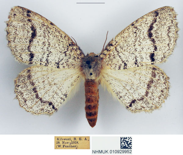 /filer/webapps/moths/media/images/P/pseudatomaria_Phiala_AF_NHMUK.jpg
