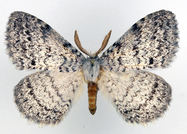 /filer/webapps/moths/media/images/P/pseudatomaria_Phiala_AM_Basquin.jpg