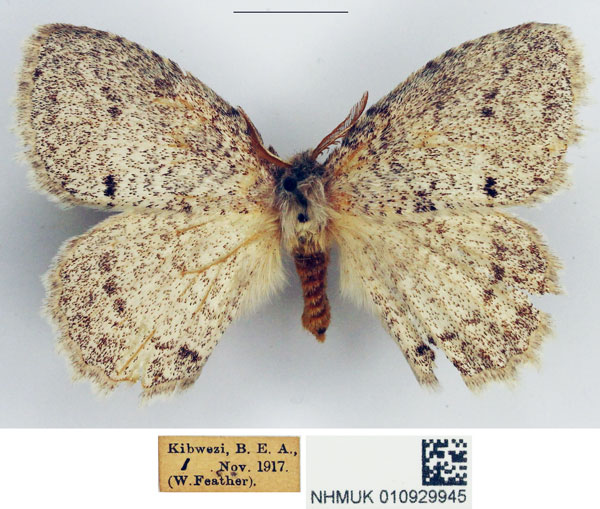 /filer/webapps/moths/media/images/P/pseudatomaria_Phiala_AM_NHMUK.jpg