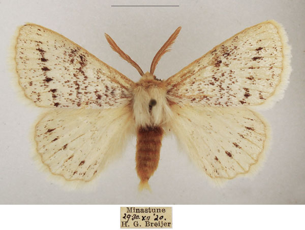 /filer/webapps/moths/media/images/P/pseudatomaria_Phiala_AM_TMSA_01.jpg