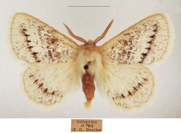 /filer/webapps/moths/media/images/P/pseudatomaria_Phiala_AM_TMSA_02.jpg