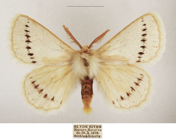 /filer/webapps/moths/media/images/P/pseudatomaria_Phiala_AM_TMSA_03.jpg