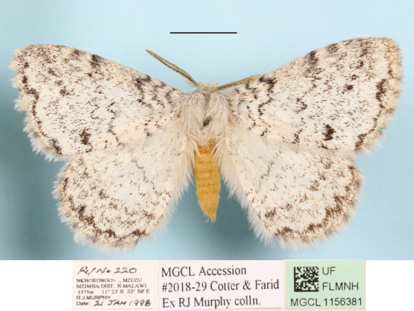 /filer/webapps/moths/media/images/P/pseudatomaria_Phiala_A_MGCLa_01.JPG