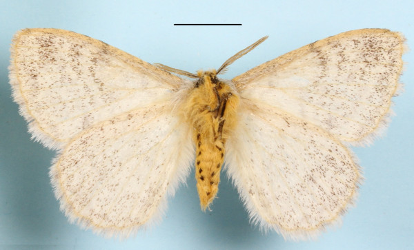 /filer/webapps/moths/media/images/P/pseudatomaria_Phiala_A_MGCLb_01.JPG