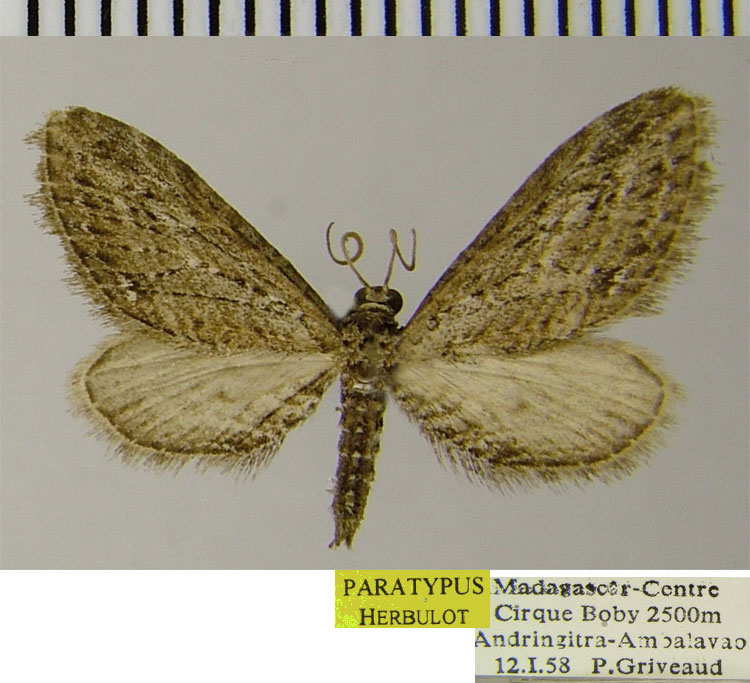 /filer/webapps/moths/media/images/P/pseudexheres_Eupithecia_PTF_ZSM.jpg