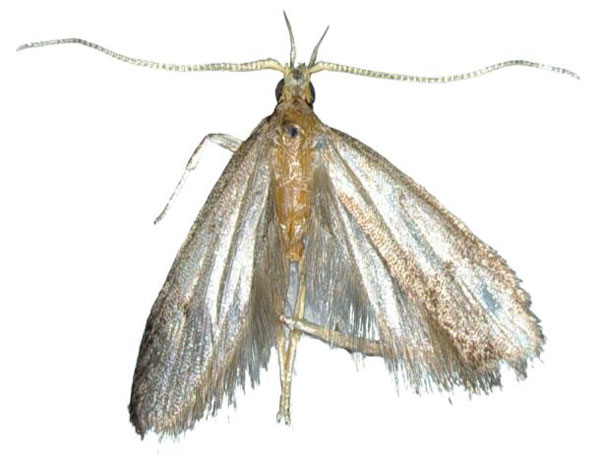 /filer/webapps/moths/media/images/P/pseudideologa_Lecithocera_HT_MfN.jpg