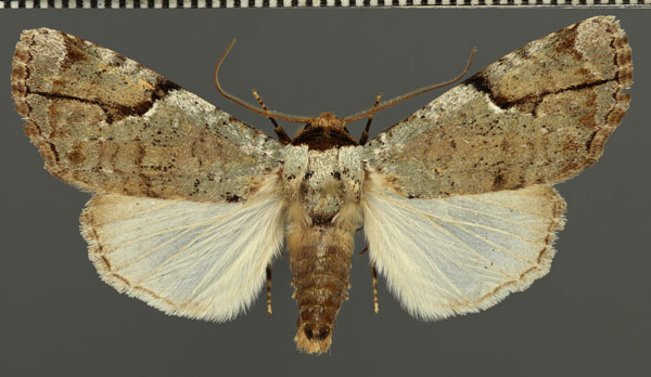 /filer/webapps/moths/media/images/P/pseudobamra_Tanocryx_AM_Fiebig.jpg