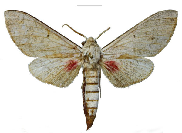 /filer/webapps/moths/media/images/P/pseudobasalis_Neoclanis_HT_EMEMa.jpg