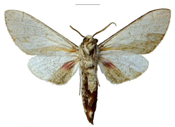 /filer/webapps/moths/media/images/P/pseudobasalis_Neoclanis_HT_EMEMb.jpg