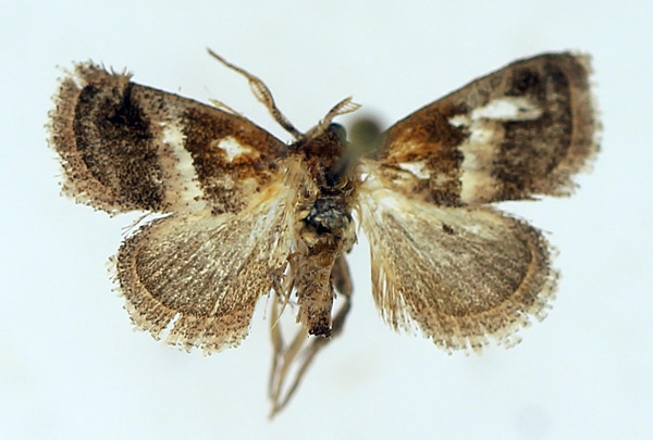 /filer/webapps/moths/media/images/P/pseudobisecta_Halseyia_AF_TMSA.jpg