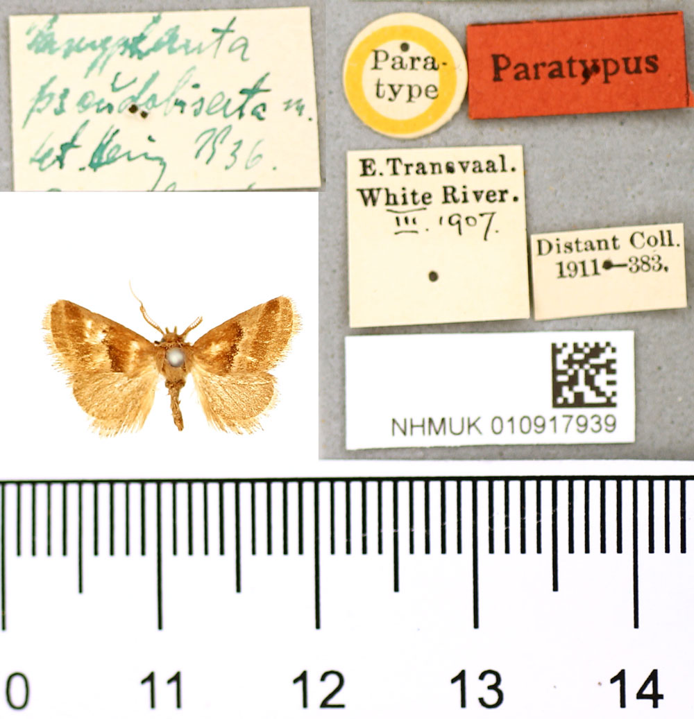 /filer/webapps/moths/media/images/P/pseudobisecta_Paryphanta_PT_BMNH.jpg