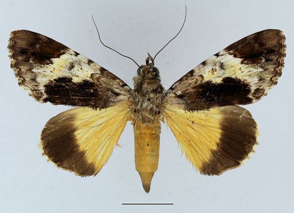 /filer/webapps/moths/media/images/P/pseudocatocala_Ulotrichopus_AF_Basquin.jpg