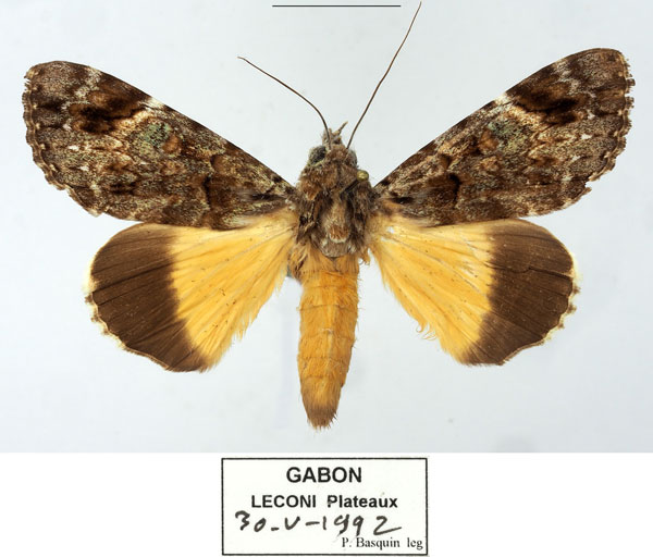 /filer/webapps/moths/media/images/P/pseudocatocala_Ulotrichopus_AM_Basquina.jpg