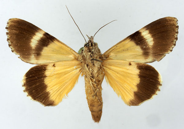 /filer/webapps/moths/media/images/P/pseudocatocala_Ulotrichopus_AM_Basquinb.jpg