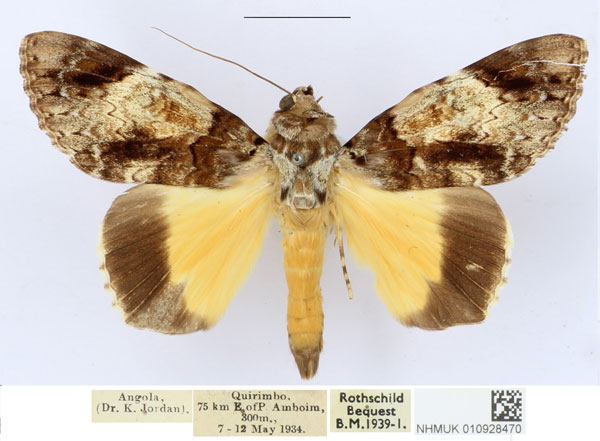 /filer/webapps/moths/media/images/P/pseudocatocala_Ulotrichopus_AM_NHMUK.jpg