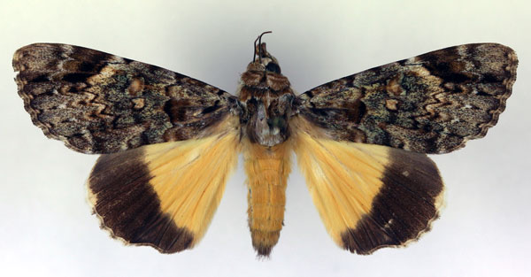 /filer/webapps/moths/media/images/P/pseudocatocala_Ulotrichopus_A_RMCA.jpg