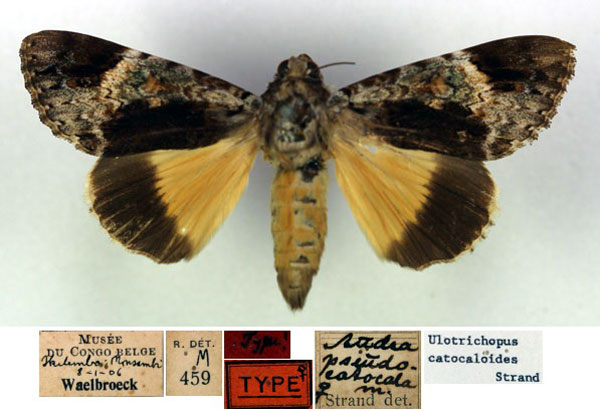 /filer/webapps/moths/media/images/P/pseudocatocala_Ulotrichopus_HT_RMCA.jpg