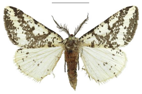 /filer/webapps/moths/media/images/P/pseudocommaculata_Nothabraxas_HT_Kingston.jpg