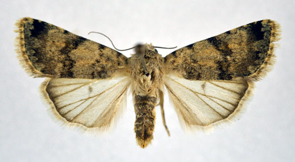 /filer/webapps/moths/media/images/P/pseudocosma_Caradrina_AF_NHMO.jpg