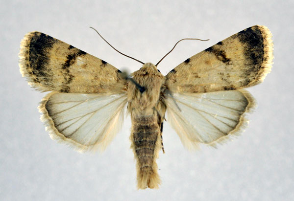 /filer/webapps/moths/media/images/P/pseudocosma_Caradrina_AM_NHMO.jpg