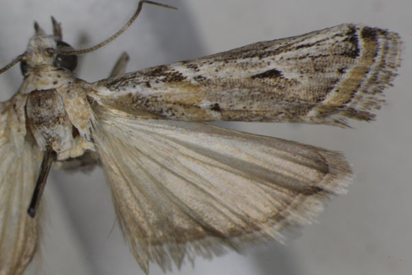 /filer/webapps/moths/media/images/P/pseudodiscomaculella_Epicrocis_AM_Monks_01.jpg