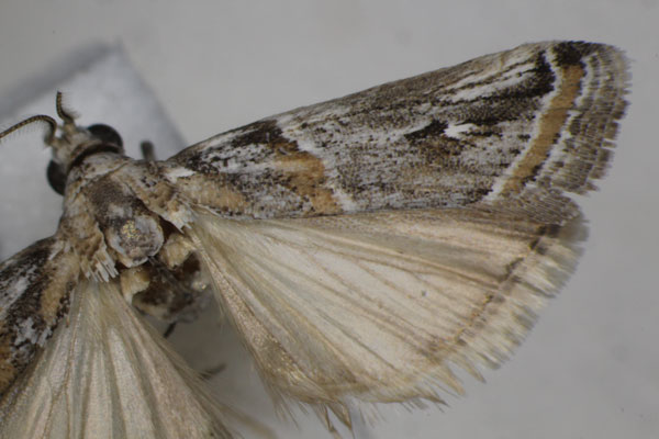 /filer/webapps/moths/media/images/P/pseudodiscomaculella_Epicrocis_AM_Monks_02.jpg