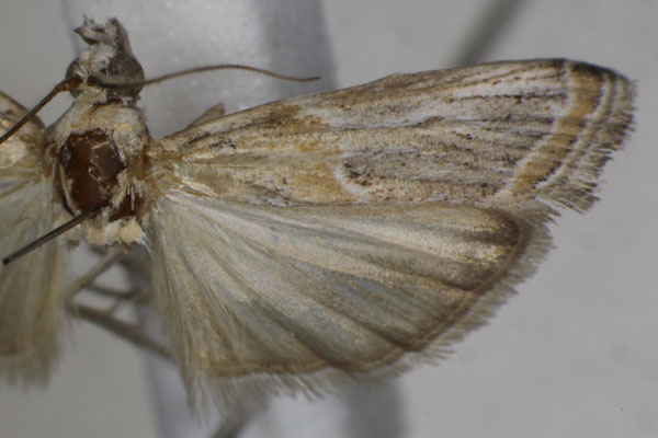 /filer/webapps/moths/media/images/P/pseudodiscomaculella_Epicrocis_AM_Monks_03.jpg
