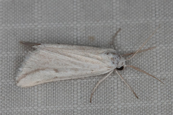 /filer/webapps/moths/media/images/P/pseudodolosa_Microligia_AM_Heyns_02.jpg