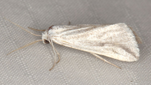 /filer/webapps/moths/media/images/P/pseudodolosa_Microligia_AM_Heynsa.jpg