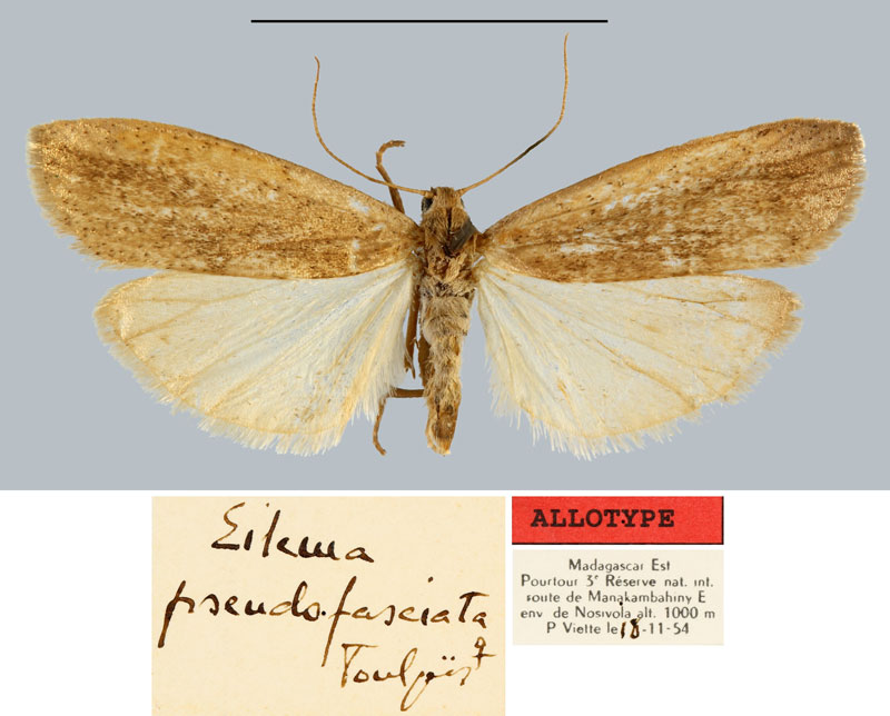 /filer/webapps/moths/media/images/P/pseudofasciata_Eilema_AT_MNHN.jpg