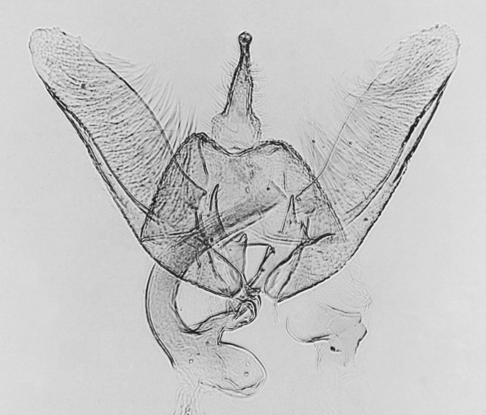 /filer/webapps/moths/media/images/P/pseudofulva_Platyptilia_GMPT_MNHN_M36a.jpg