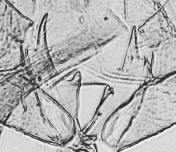 /filer/webapps/moths/media/images/P/pseudofulva_Platyptilia_GMPT_MNHN_M36b.jpg