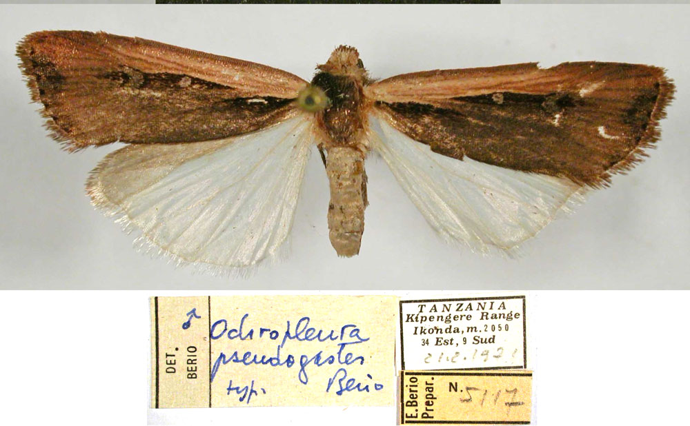 /filer/webapps/moths/media/images/P/pseudogaster_Ochropleura_HT_MSNM.jpg